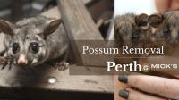 Mick’s Possum Removal Perth image 3